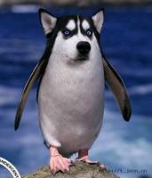 【新瑞鹏全国】到店服务-犬猫骨关节健康筛查 犬猫通用 2张